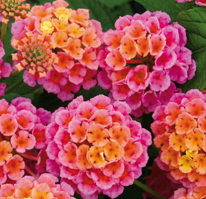 Lantana Esperanta Rose 6"