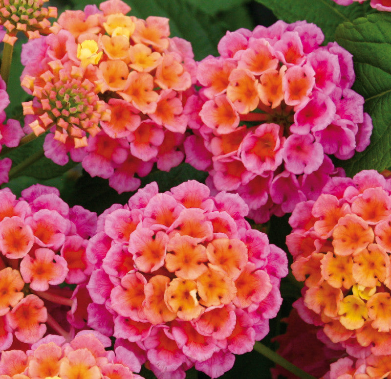 Lantana Esperanta Rose 6