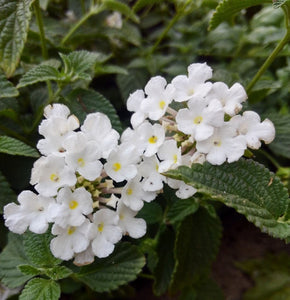 Lantana White 6"