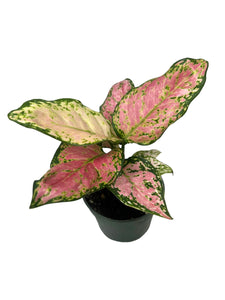 Aglaonema Lucky 6"