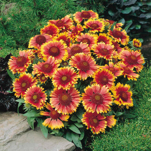 Gaillardia Arizona Sun 6"