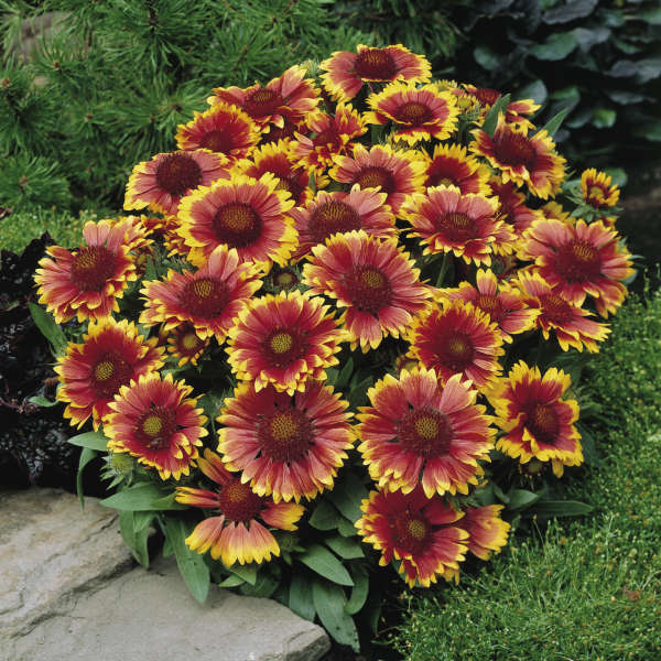 Gaillardia Arizona Sun 6