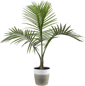 Majesty Palm 3G/10"