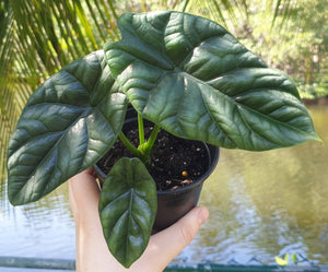 Alocasia Sinuata Quilted Dreams 4"