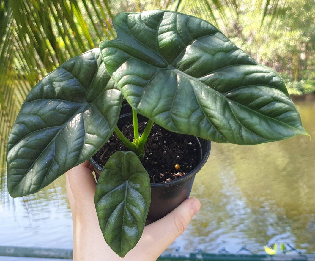 Alocasia Sinuata Quilted Dreams 4