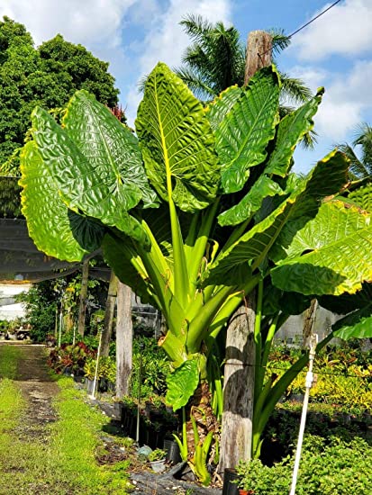 borneo giant alocasia macrorrhiza tropical elephant ear plant bulbs Alocasia Borneo Giant 15G/18" – Casaplanta Miami