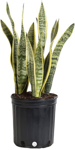 Sansevieria Laurentii 3G/10"