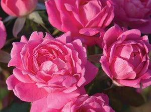 Knockout Rose Petite 7"