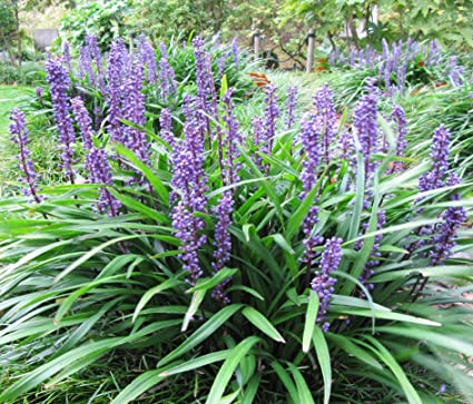 Liriope Muscari Super Blue 6''