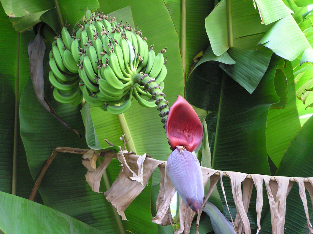 Musa 'Super Dwarf' Banana 3G/10