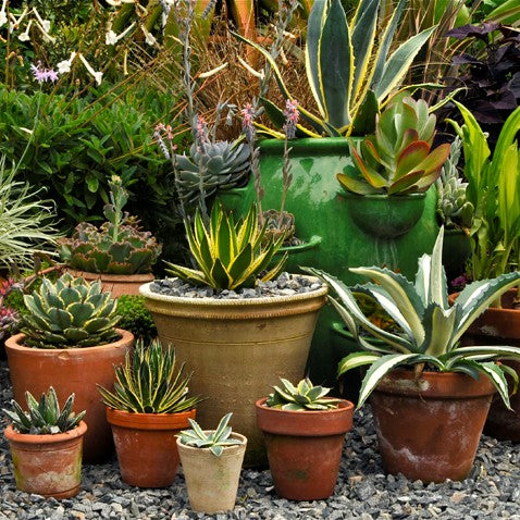 Agave Exotic Assorted 6