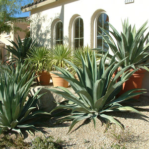 Agave Weberi Blue 7G/14"