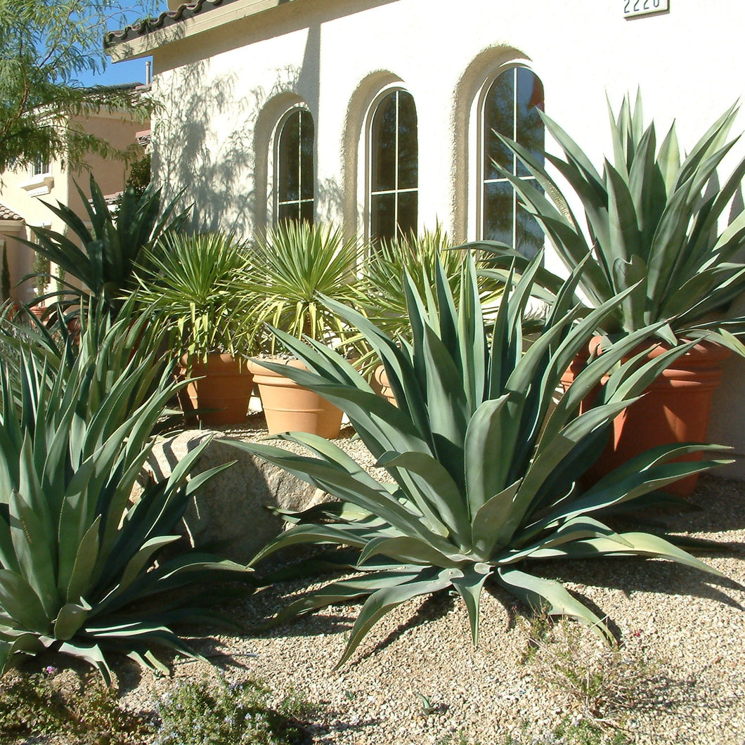 Agave Weberi Blue 7G/14