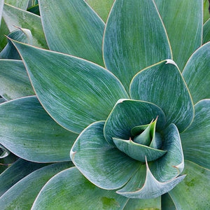 Agave Blue Flame 6"