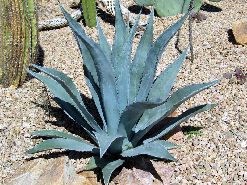 Agave Americana 3G/10''