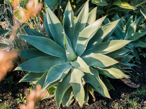 Agave Tequilana Green 7G/14"