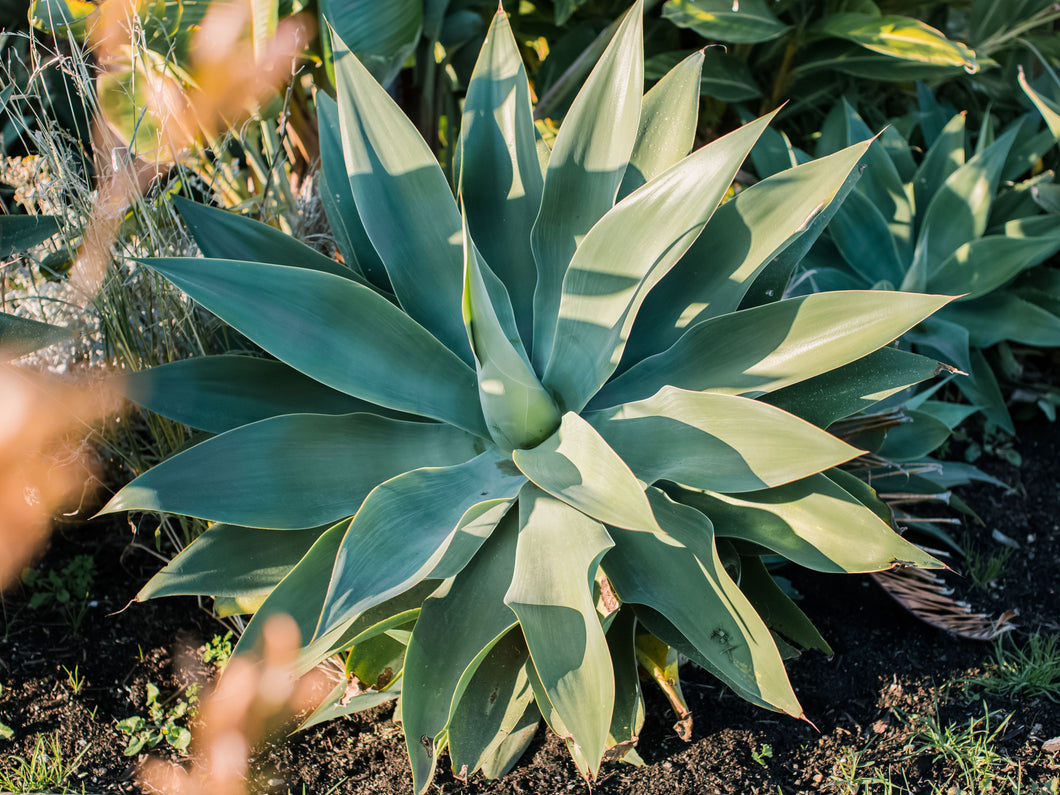 Agave Tequilana Green 7G/14