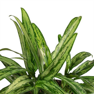 Aglaonema Cutlass 4"