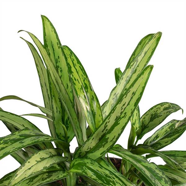 Aglaonema Cutlass 4