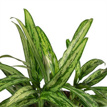Load image into Gallery viewer, Aglaonema Cutlass
