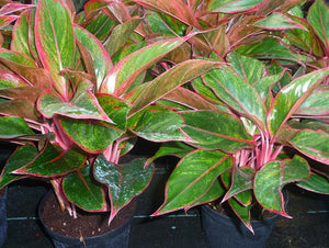 Aglaonema Siam Pink 6"