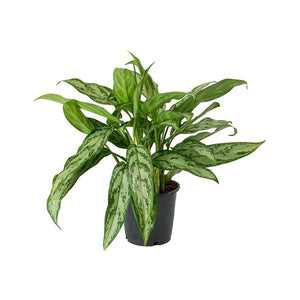 Aglaonema Silver Queen 6"