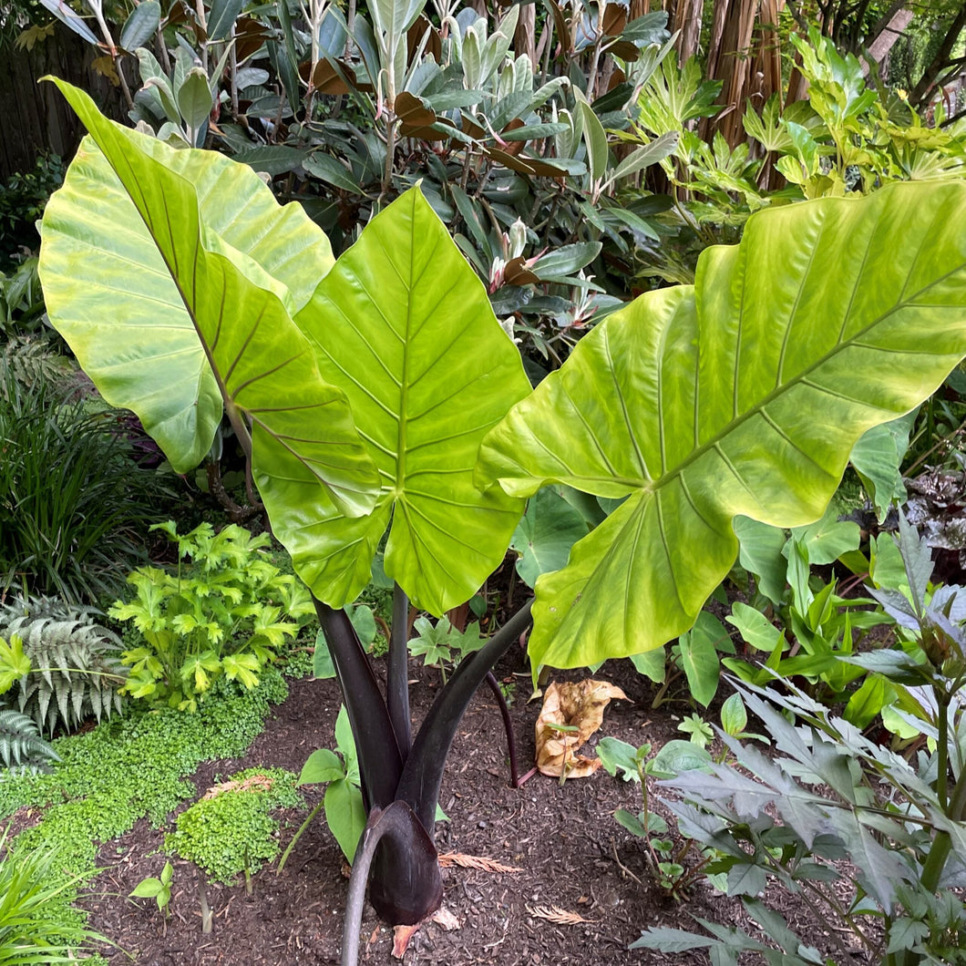 Alocasia Dark Star 15G/17