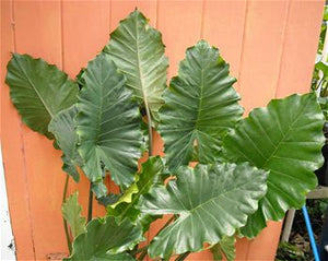 Alocasia Tyrion 3G/10"