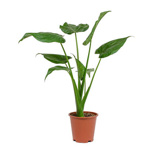 Alocasia Cucullata 6"