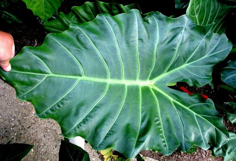 Alocasia Mayan Mask 7G/14”