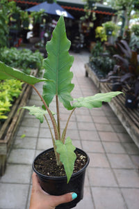 Alocasia 10"