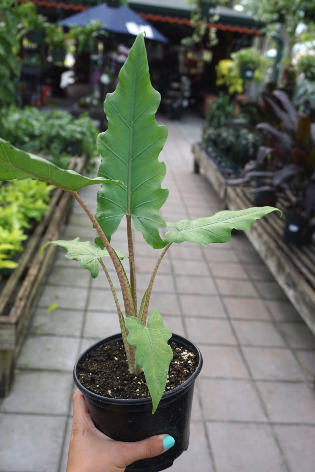 Alocasia 10