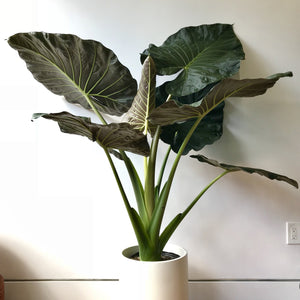 Alocasia Regal Shield 6''