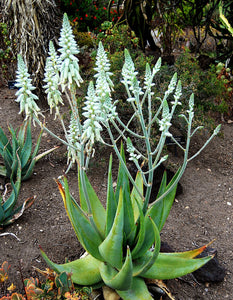 Aloe Tomentosa 3G/10"