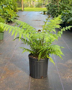 Australian Tree Fern 8"