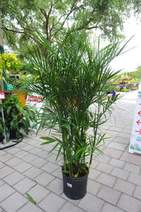 Bamboo Palm 3G/10"