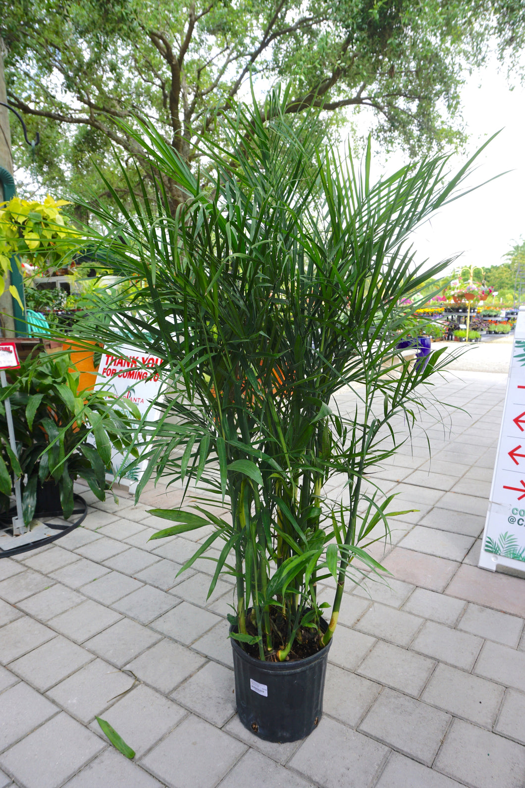 Bamboo Palm 3G/10