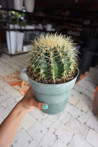 Barrel Cactus 6"