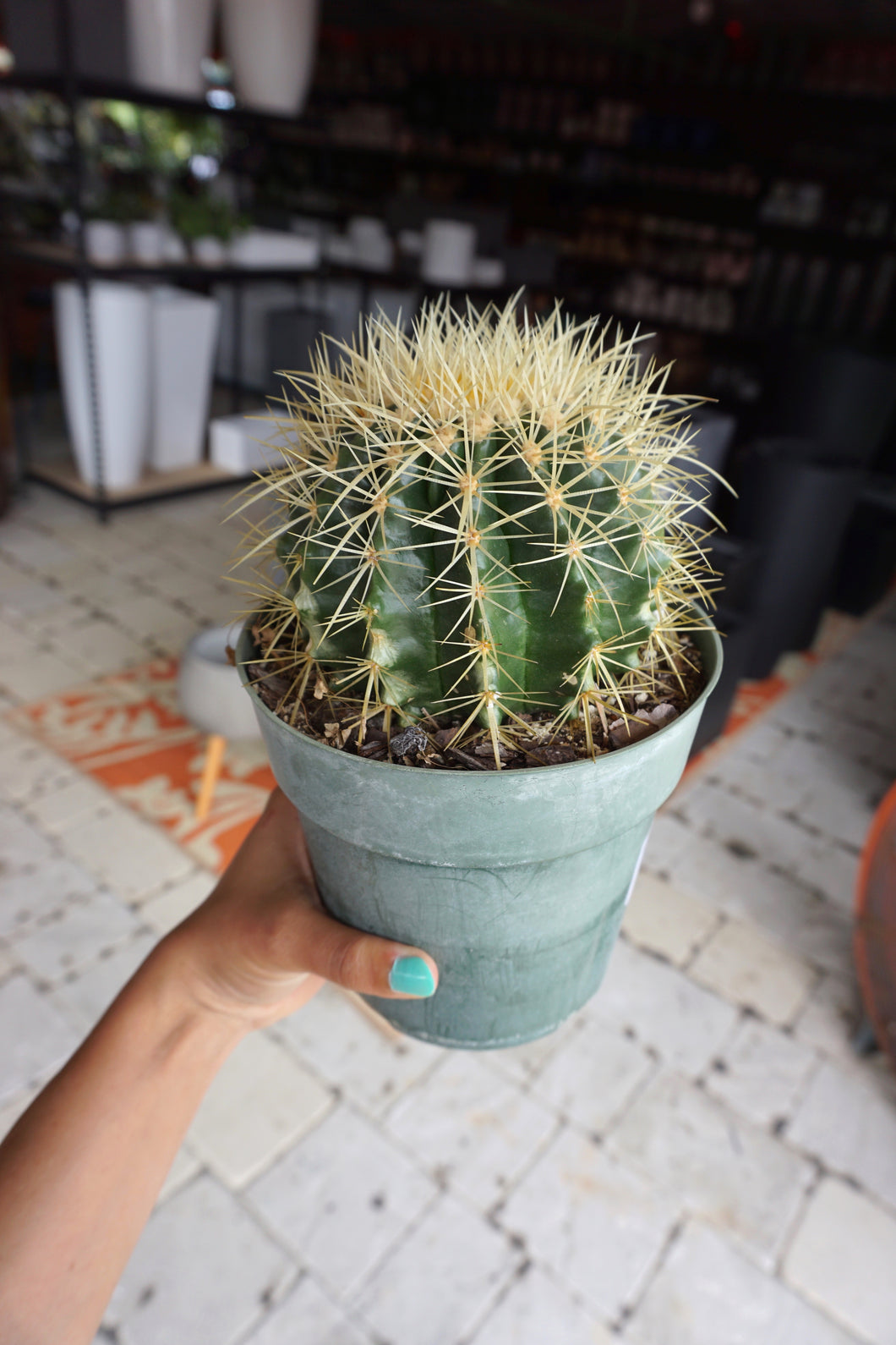 Barrel Cactus 6