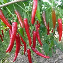 Basket Of Fire Pepper 4.5