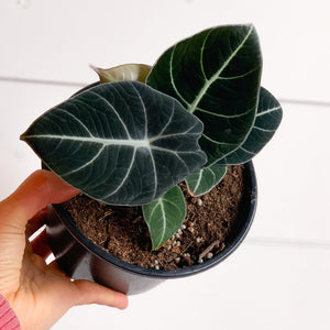 Alocasia Black Velvet 4"