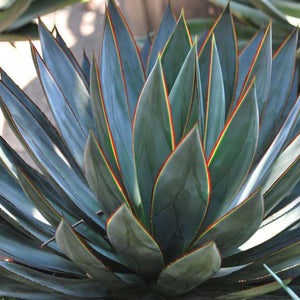 Agave Blue Glow 6"