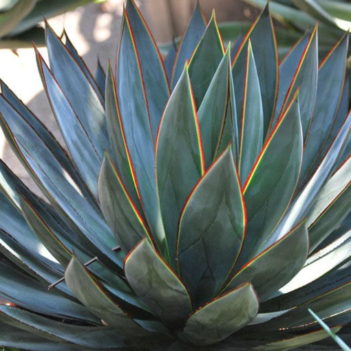 Agave Blue Glow 6