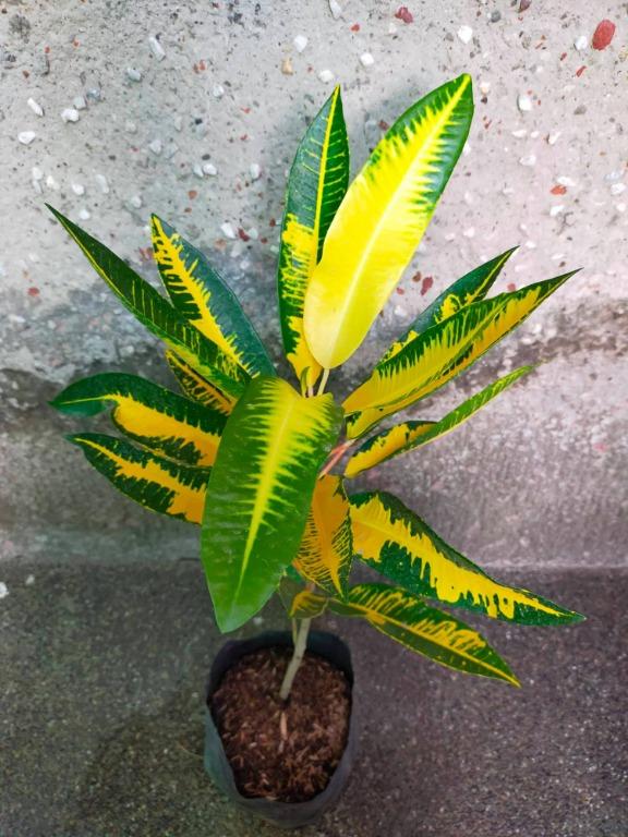 Croton Brazil 7G/14''