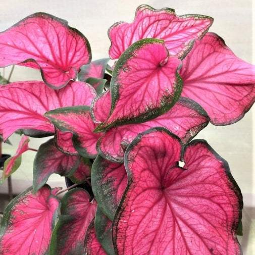 Caladium Sizzle 4.5''