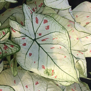 Caladium Strawberry Star 4.5''