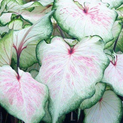 Caladium White Lightning 4.5''