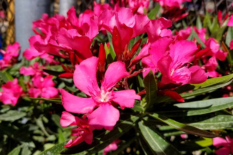 Oleander Bush Calypso Pink 3G/10