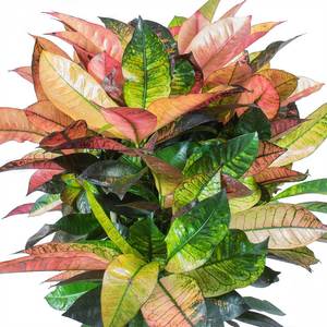 Croton Iceton 6"