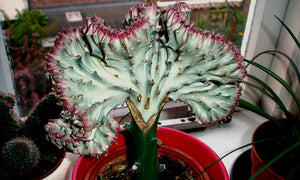 Coral Cactus 6"